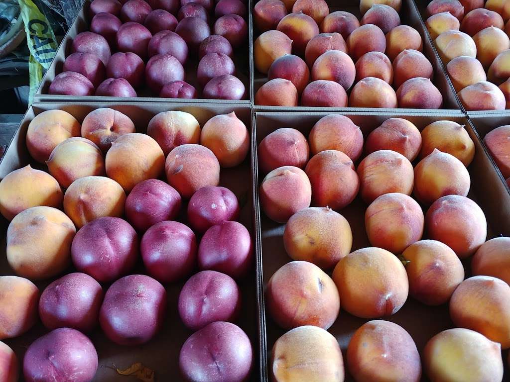 Moffatt Ranch Peaches | 1870 Walnut Blvd, Brentwood, CA 94513, USA | Phone: (925) 634-3049