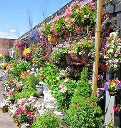 OBriens Farm Hill Florist & Garden Center | 224 Main St, Stoneham, MA 02180, USA | Phone: (781) 438-4564