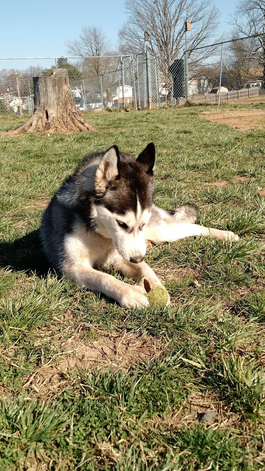 Manassas Park Dog Park | 38°4702.9"N 77°2741.3"W, Manassas Park, VA 20111, USA