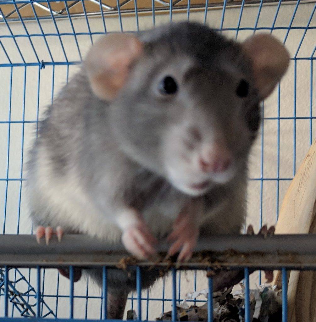 OC Dumbos Rat Breeder and Adoption | 207 Lindo Ct, Kissimmee, FL 34743, United States | Phone: (949) 232-9407