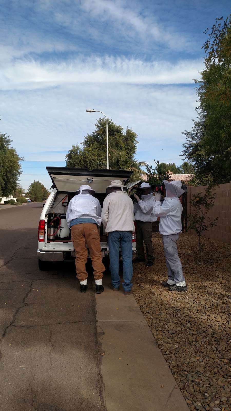 The Beehive Bee and Wasp removal | 543 E Jasper Dr, Chandler, AZ 85225, USA | Phone: (602) 600-5382