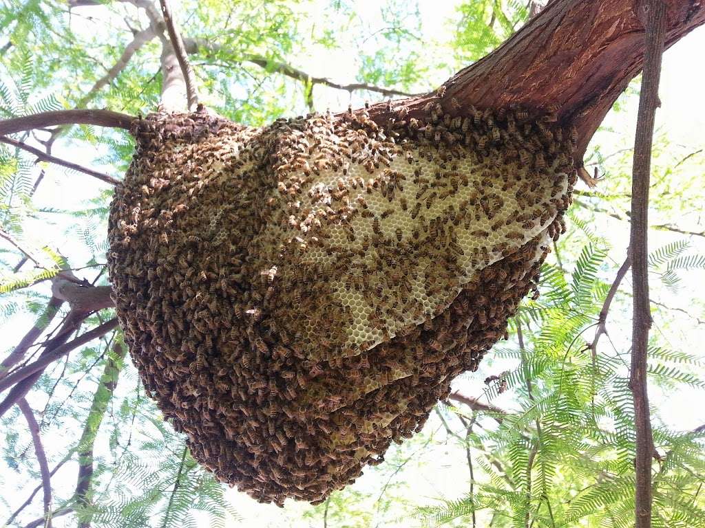 The Beehive Bee and Wasp removal | 543 E Jasper Dr, Chandler, AZ 85225, USA | Phone: (602) 600-5382