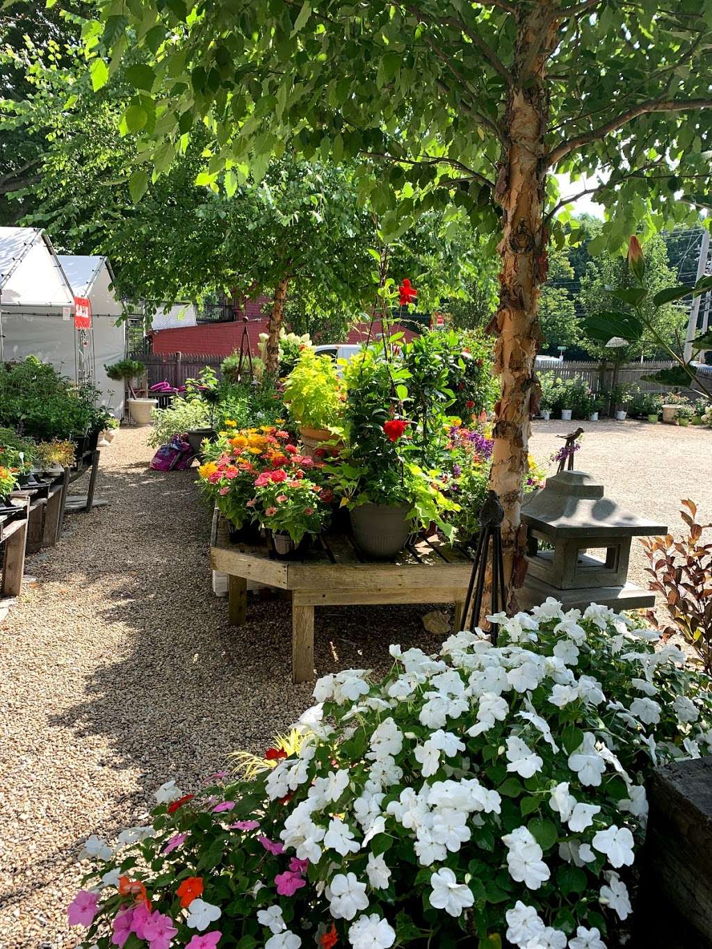 Olivers Fine Gardens and Gifts | 126 Tremont St, Duxbury, MA 02332, USA | Phone: (781) 934-1334