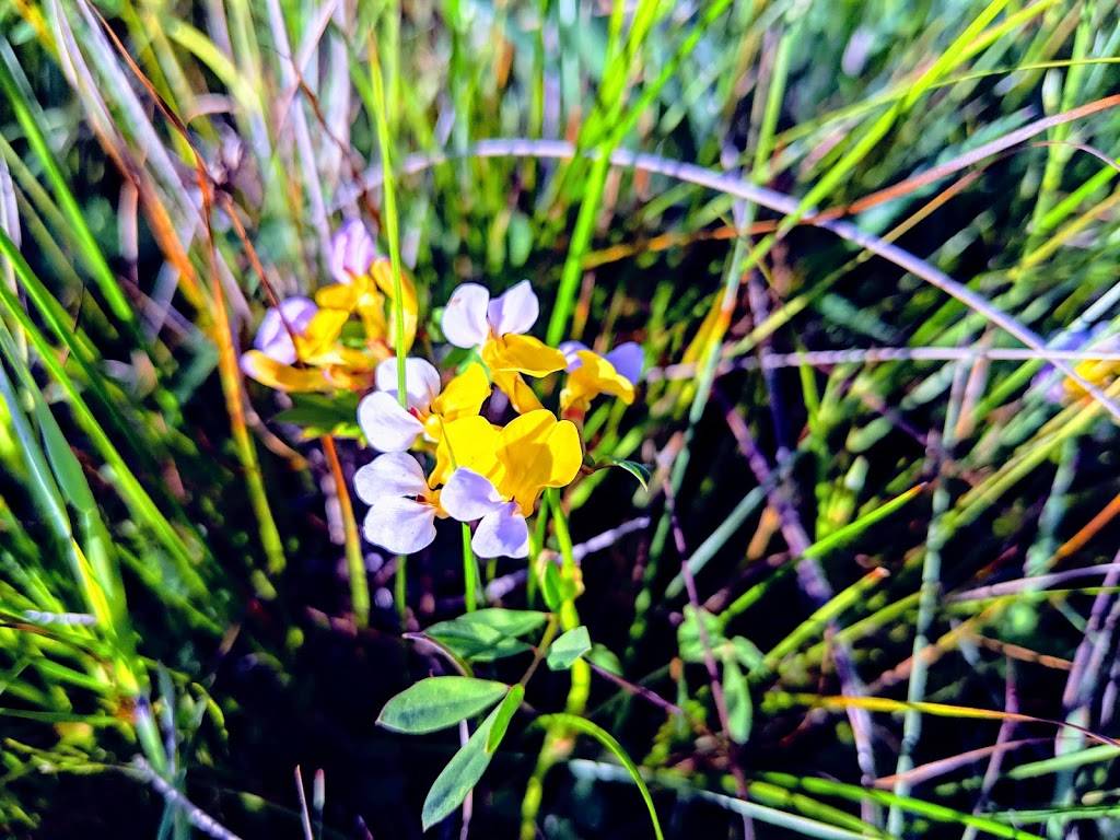 Moore Creek Preserve | Moore Creek Trail, Santa Cruz, CA 95060, USA | Phone: (831) 420-5270