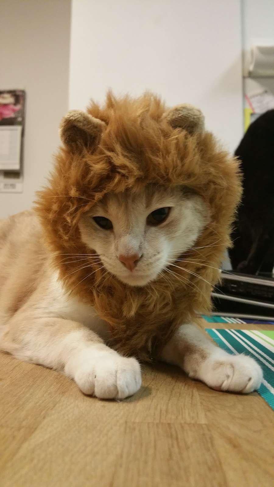 Whitestone Veterinary Care 22 22 154th St Whitestone Ny 11357 Usa