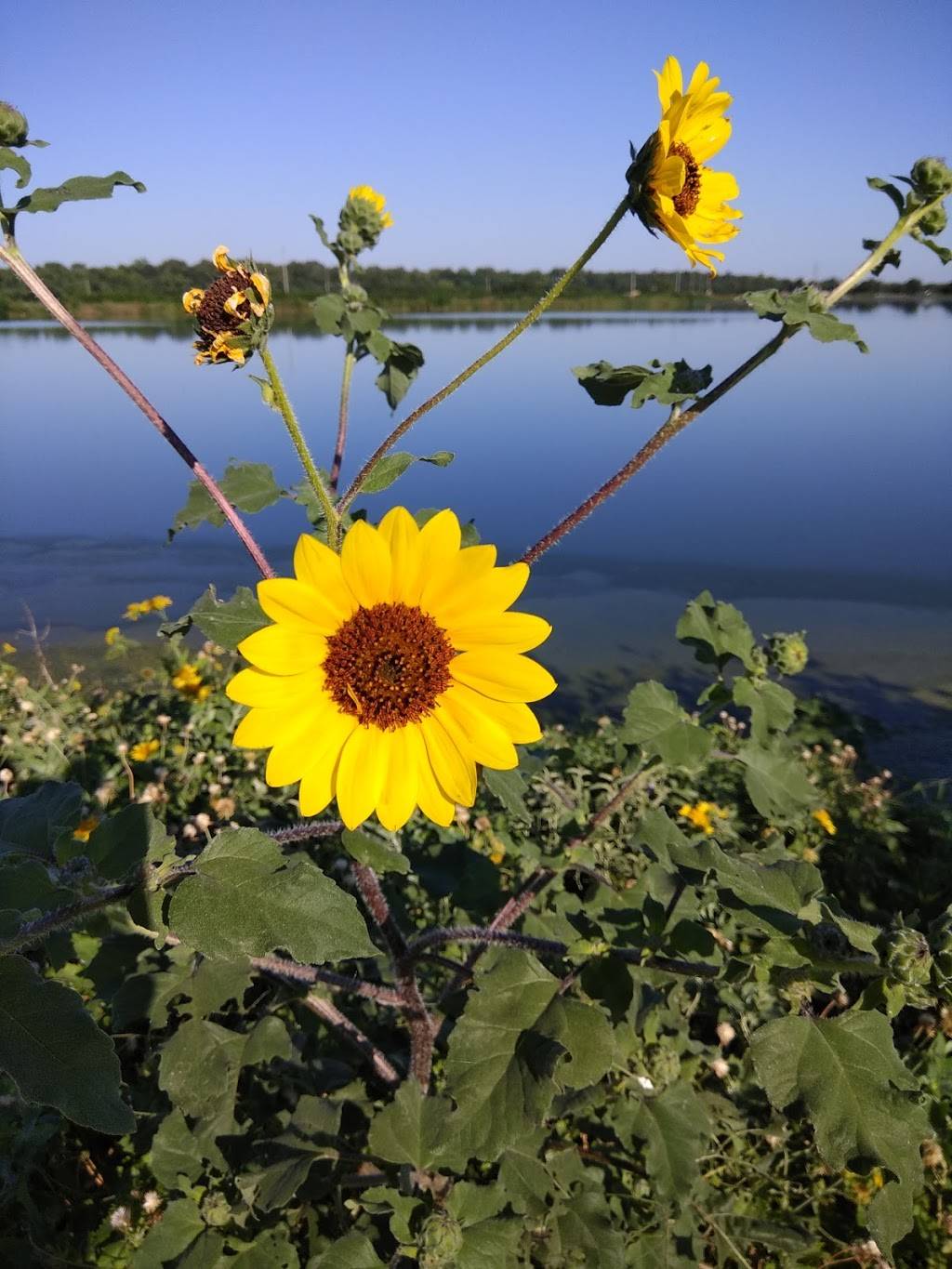 Hornsby Bend Bird Observatory | 2210 S FM 973, Austin, TX 78725, USA | Phone: (512) 972-1960