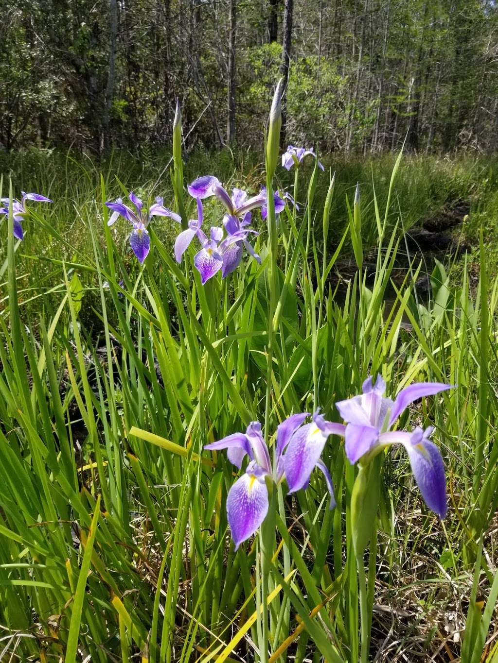 Heart Island Conservation Area | De Leon Springs, FL 32130, USA