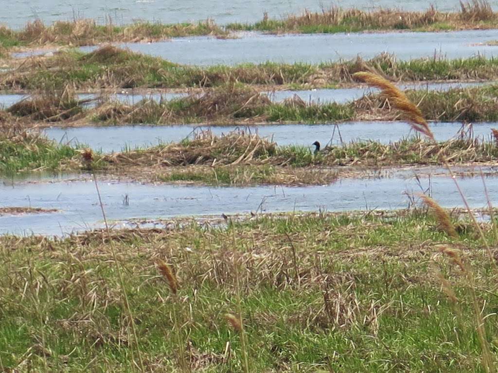 Jamaica Bay Wildlife Refuge Visitor Center | 175-10 Cross Bay Blvd, Broad Channel, NY 11693 | Phone: (718) 318-4340