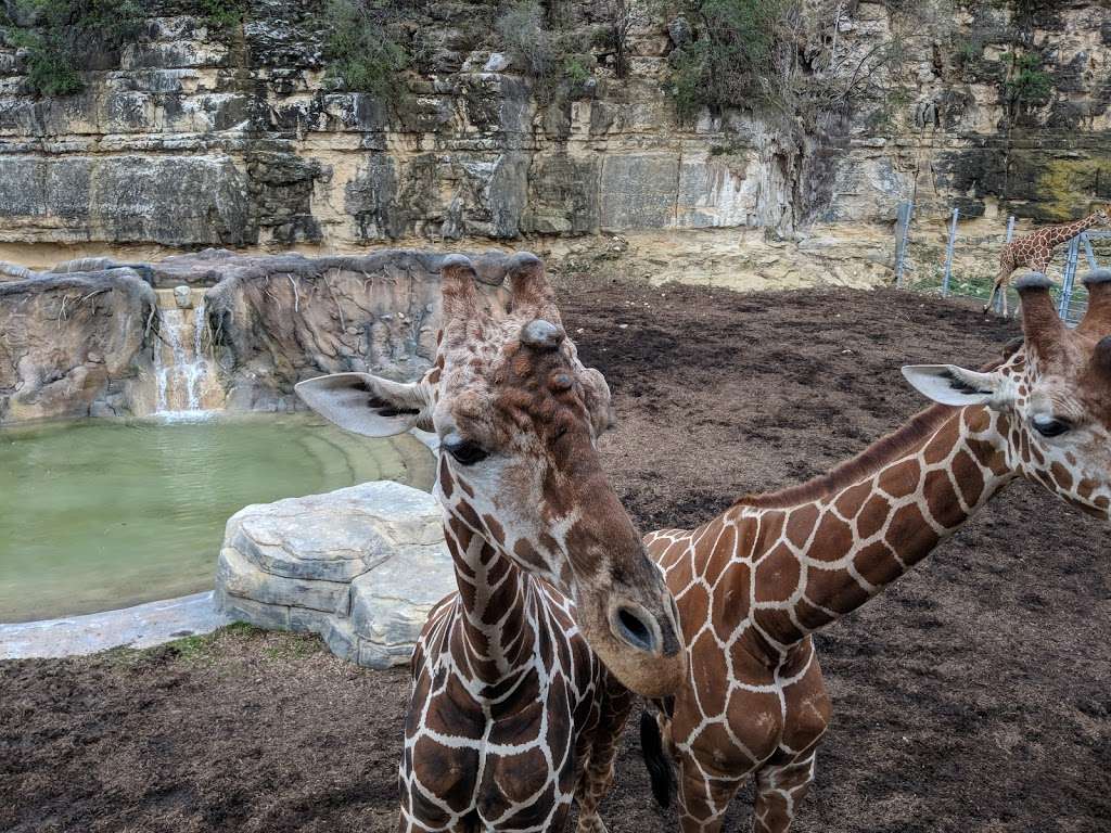 San Antonio Zoo | 3903 N St Marys St, San Antonio, TX 78212, USA | Phone: (210) 734-7184