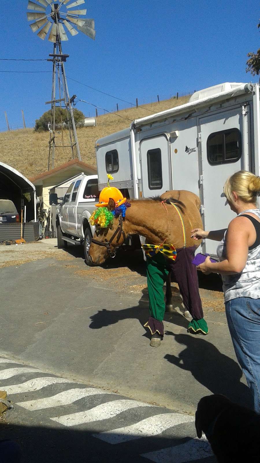 Arneys Crow Canyon Saddlery | 10730 Crow Canyon Rd, Castro Valley, CA 94552, USA | Phone: (510) 537-0120