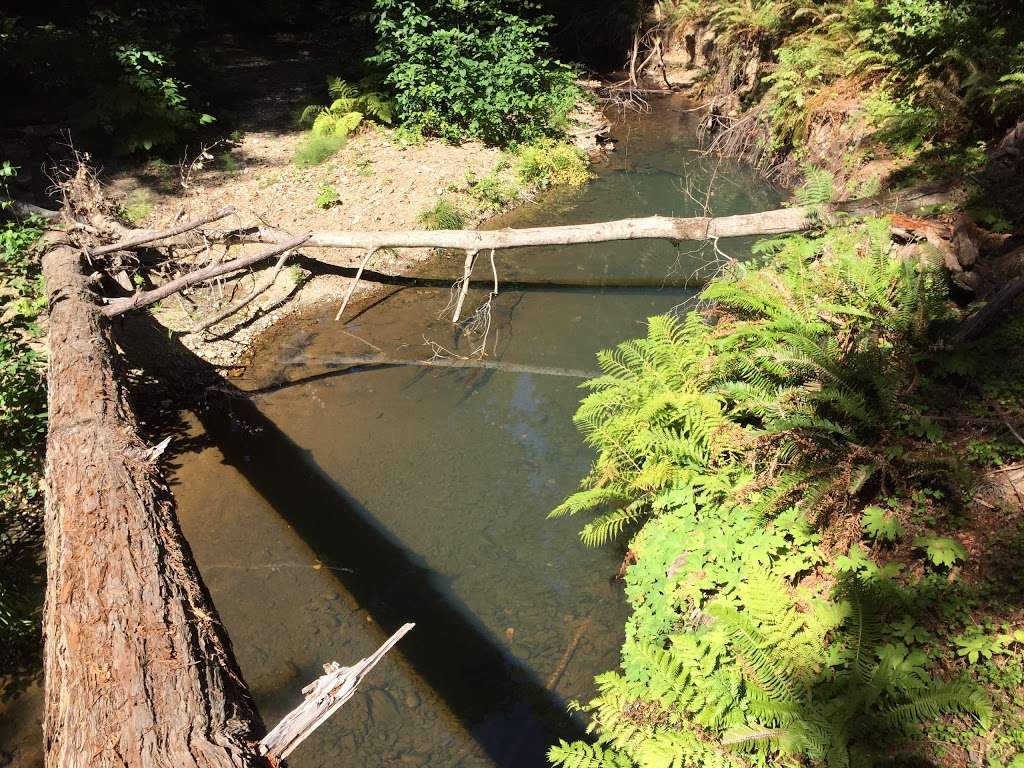 Marbled Murrelet Nesting Spot | Berry Creek Falls Trail, Davenport, CA 95017