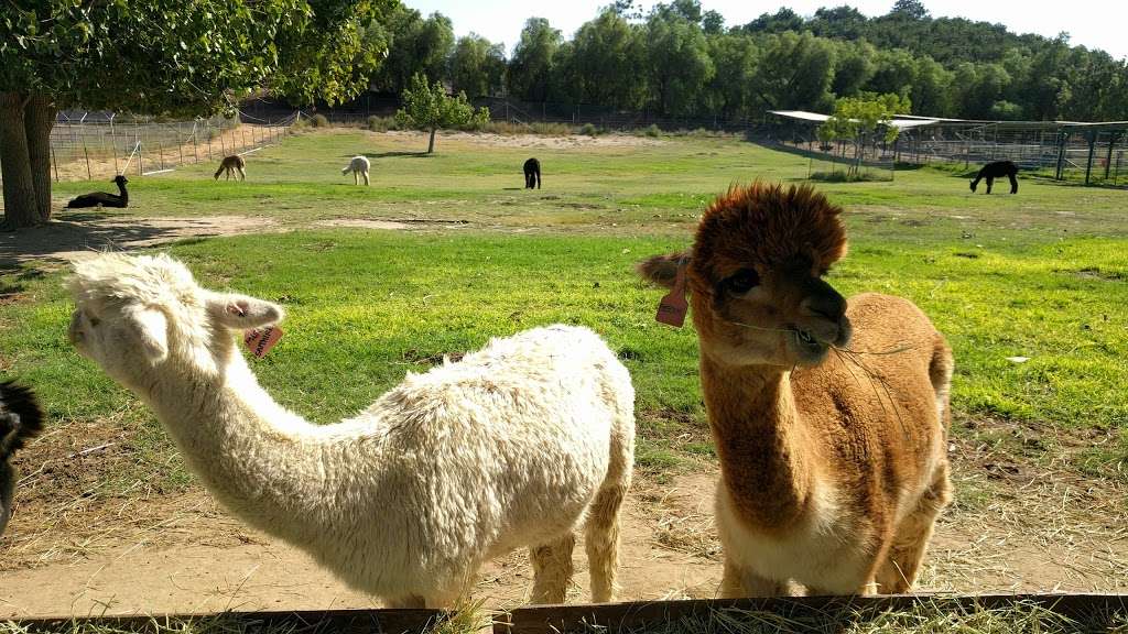 Alpacas at Windy Hill | 7660 Bradley Rd, Somis, CA 93066 | Phone: (805) 907-5162