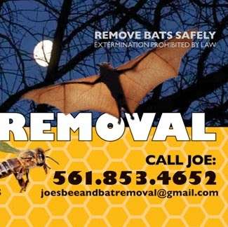 West palm bee. Joes Bat Removal | 1426 S Lakeside Dr APT 38, Lake Worth, FL 33460, USA | Phone: (561) 853-4652