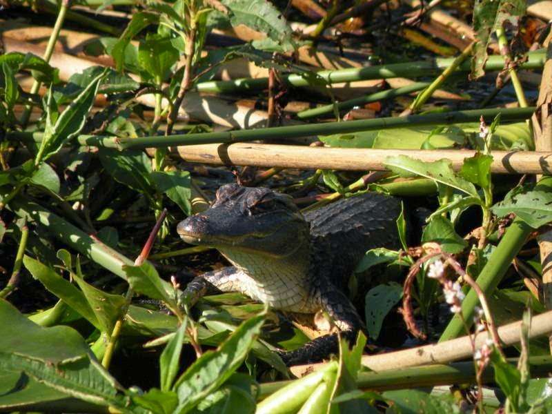 Alligator Cove Airboat Nature Tours | 14900 Camp Mack Rd, Lake Wales, FL 33898, USA | Phone: (863) 696-0406