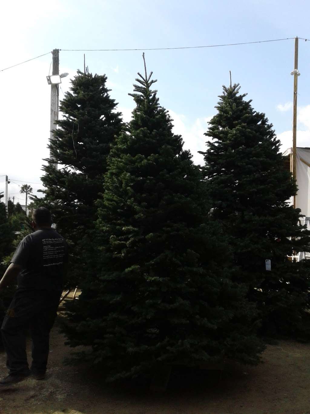 Oliver Holt Christmas Trees | 8611 Amestoy Ave, Northridge, CA 91325, USA | Phone: (818) 886-2203