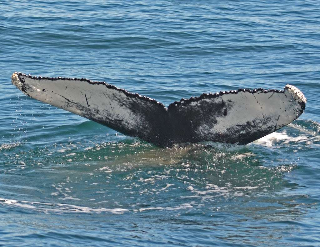 Cape May Whale Watcher | 1218 Wilson Dr, Cape May, NJ 08204, USA | Phone: (609) 884-5445