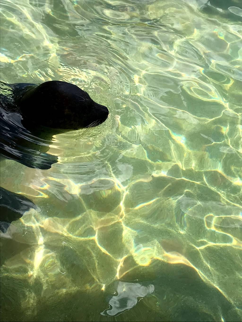 Sea Lion and Seal Feeder Pool | Unnamed Road, Key Biscayne, FL 33149, USA