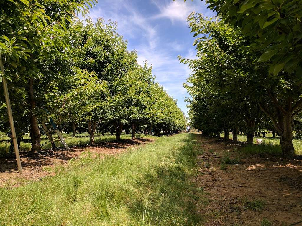 Moffatt Ranch Peaches | 1870 Walnut Blvd, Brentwood, CA 94513, USA | Phone: (925) 634-3049