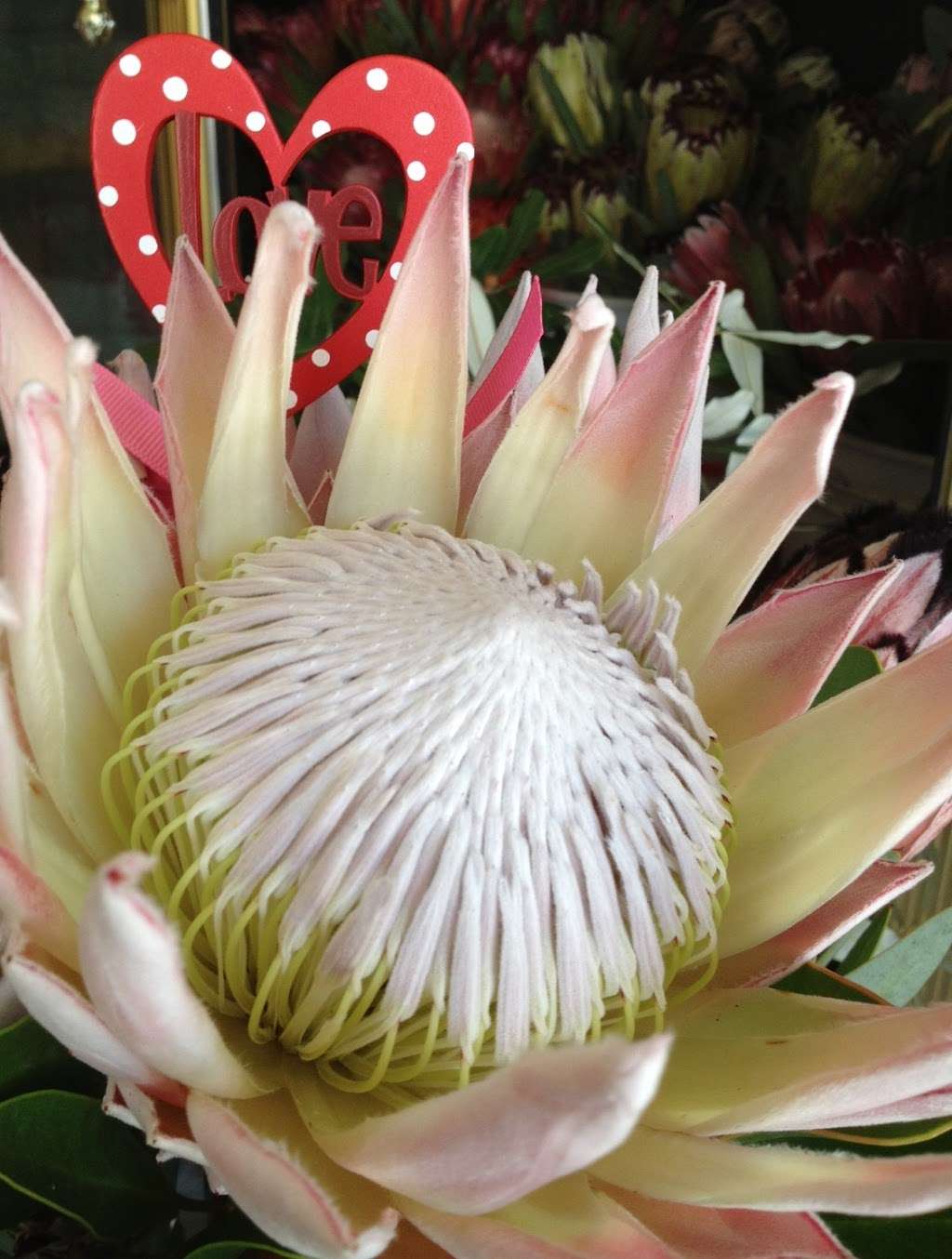 Proteas of California | 4237 Via El Dorado, Fallbrook, CA 92028, USA