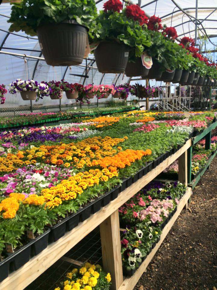 H & S Floral and Garden Center | 2621 U.S. 12, Michigan City, IN 46360, USA | Phone: (219) 879-4047