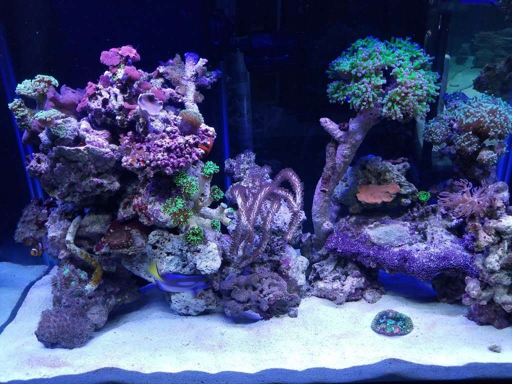 Exotic Reef Designs | 11115 Mills Rd # 110, Cypress, TX 77429 | Phone: (832) 594-0369