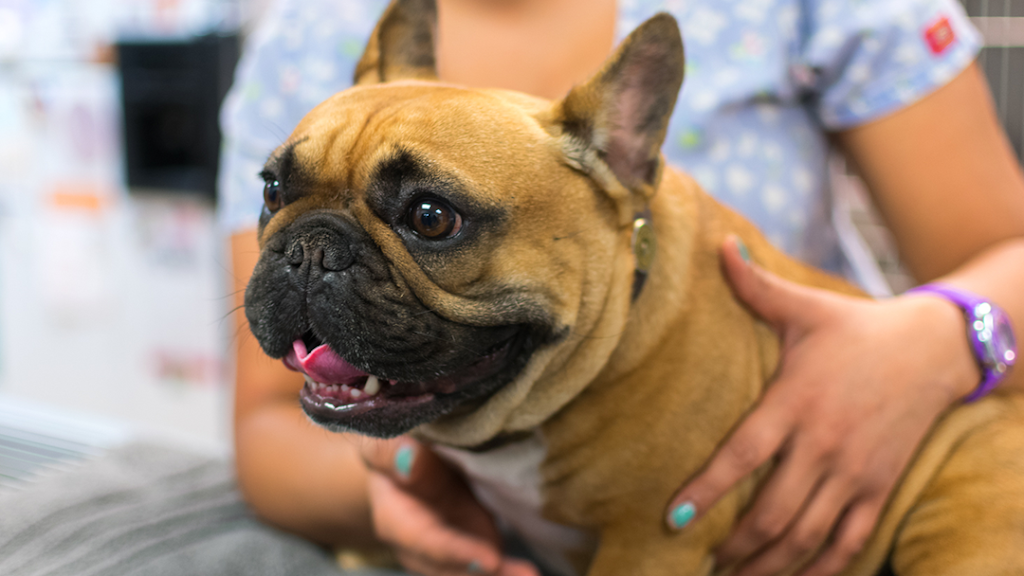 Petsvet Animal Hospital | 15808 N Old El Mirage Rd, Surprise, AZ 85378, USA | Phone: (623) 910-3242
