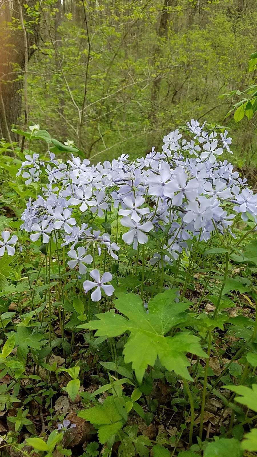 Shenks Ferry Wildflower Preserve | Green Hill Road South, Conestoga, PA 17516, USA