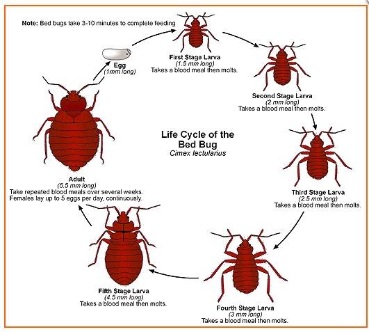 Merlins Pest Control | 310 Commercial Dr UNIT L, Fairfield, OH 45014, USA | Phone: (513) 432-8622