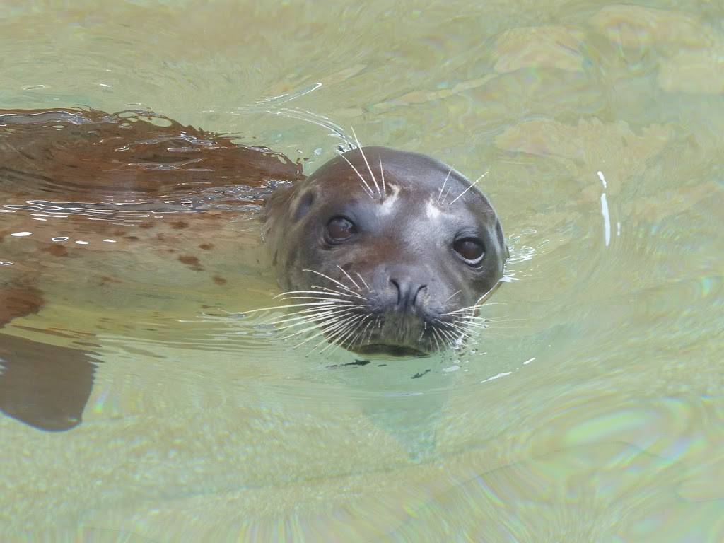 Sea Lion and Seal Feeder Pool | Unnamed Road, Key Biscayne, FL 33149, USA