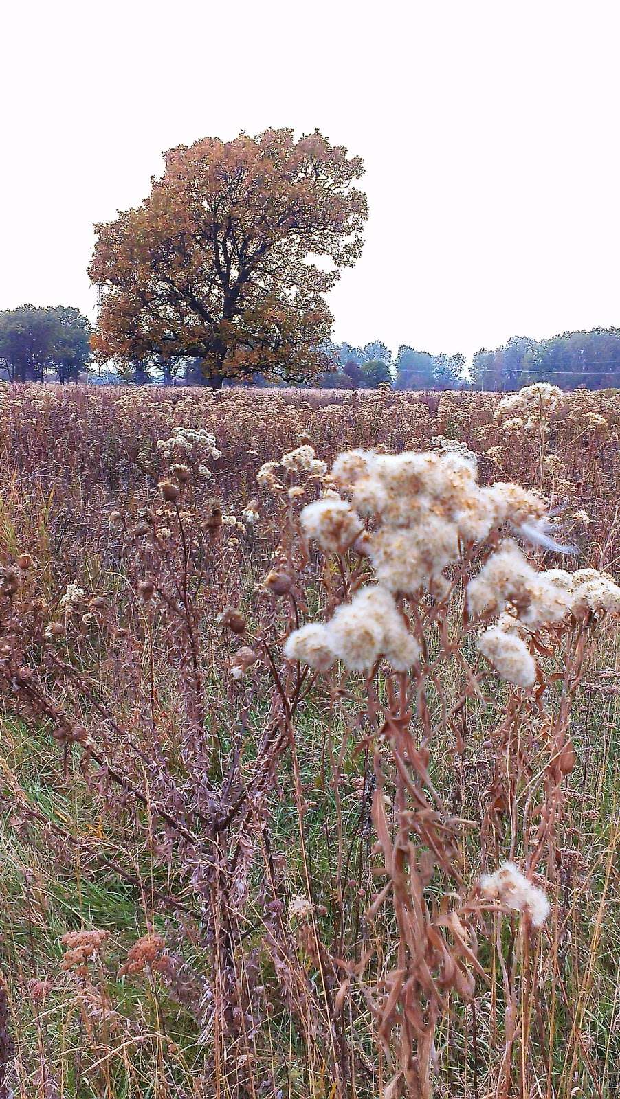 Burnham Prairie Nature Preserve | Burnham, IL 60633