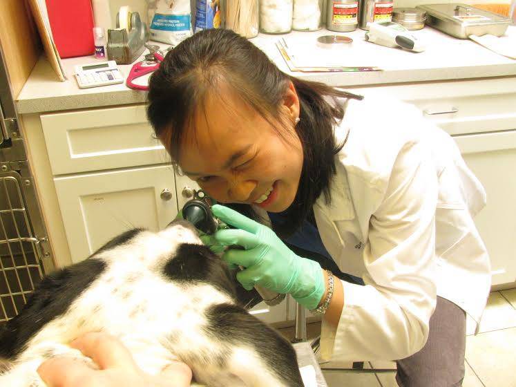 Lincoln Avenue Veterinary Clinic | 699 Lincoln Ave #3795, San Jose, CA 95126, USA | Phone: (408) 293-3448