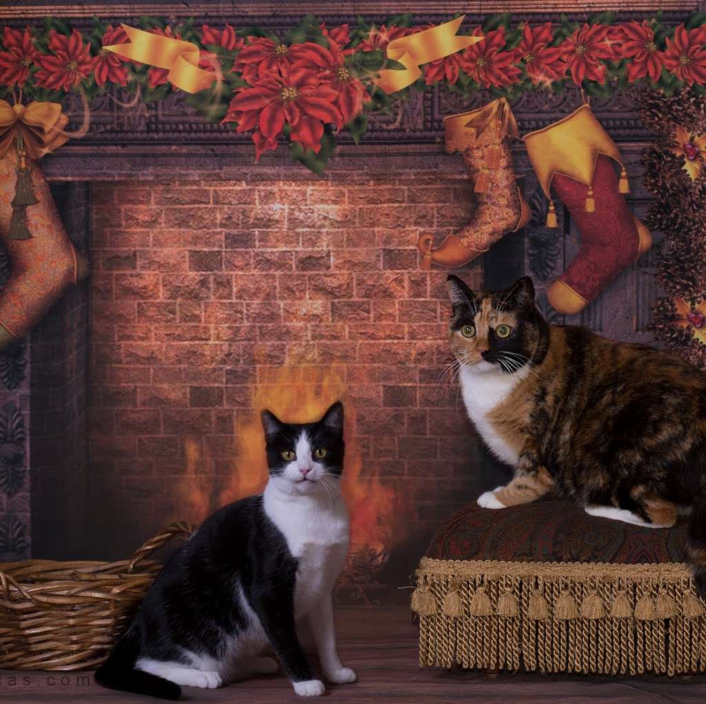Room 8 Memorial Cat Foundation | 8354 63rd St, Riverside, CA 92509, USA | Phone: (951) 681-9609