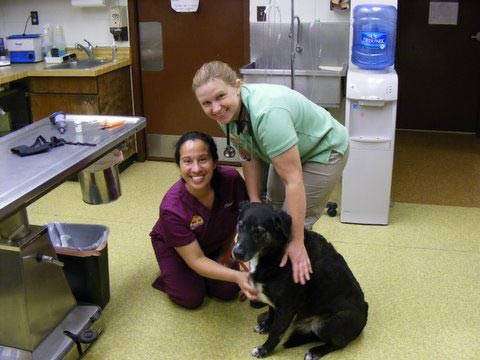 Bay Country Veterinary Hospital | 1197 Generals Hwy, Crownsville, MD 21032, USA | Phone: (410) 923-3040