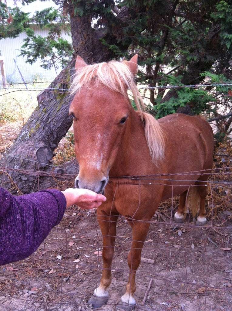 Red Barn Montessori | 3820 Bodega Ave, Bldg A, Petaluma, CA 94952, USA | Phone: (707) 789-9397