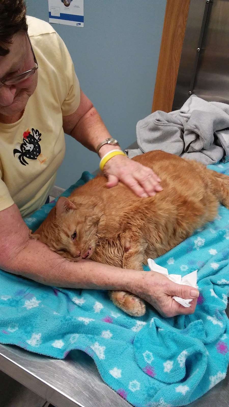 Middletown Animal Hospital | 8652 IN-236, Middletown, IN 47356, USA | Phone: (765) 354-4210