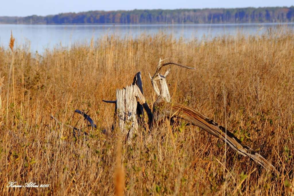 Eastern Neck National Wildlife Refuge | 1730 Eastern Neck Rd, Rock Hall, MD 21661, USA | Phone: (410) 639-7056