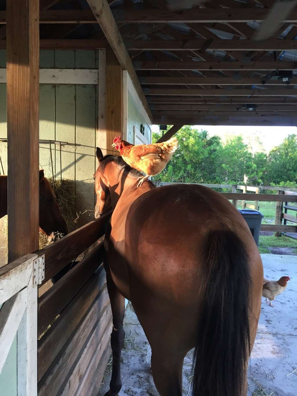 All In Horsemanship, LLC | 12550 170th Rd N, Jupiter, FL 33478 | Phone: (561) 427-9751