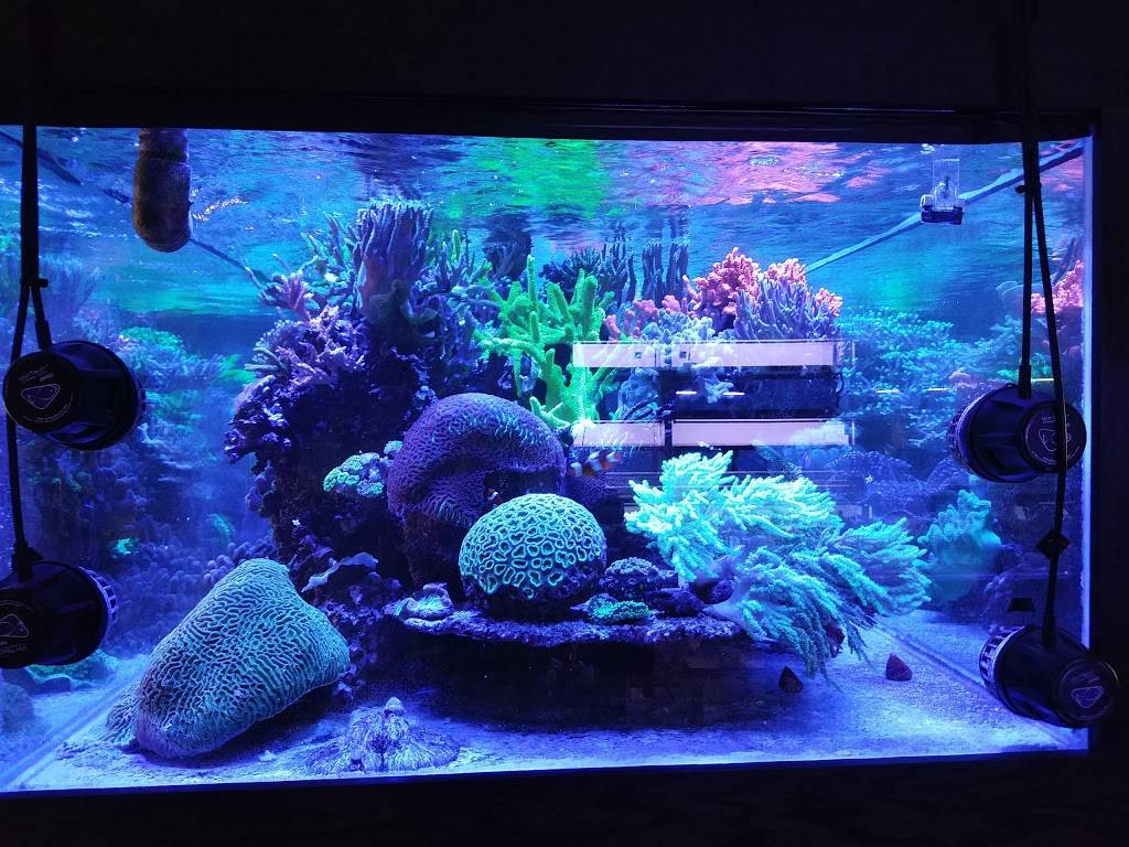Reef Systems Coral Farm Inc | 8459 Peter Hoover Rd, New Albany, OH 43054, USA | Phone: (614) 933-8779