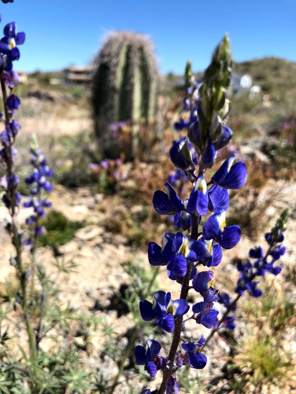 Corona de Loma Trail | Warpaint North, Phoenix, AZ 85042, USA