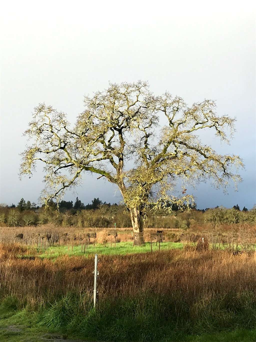 Laguna Wetlands Preserve | Sebastopol, CA 95472, USA | Phone: (707) 823-6167