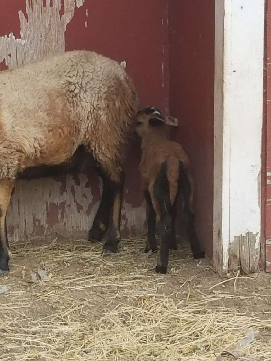 Carters Hay & Grain | 1985 Olivenhain Rd, Encinitas, CA 92024, USA | Phone: (760) 436-4738