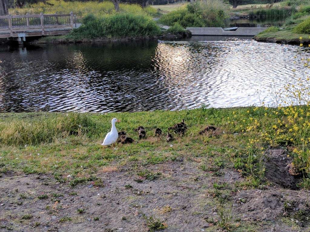 Crab Cove Duck Pond | 1333 8th St, Alameda, CA 94501, USA