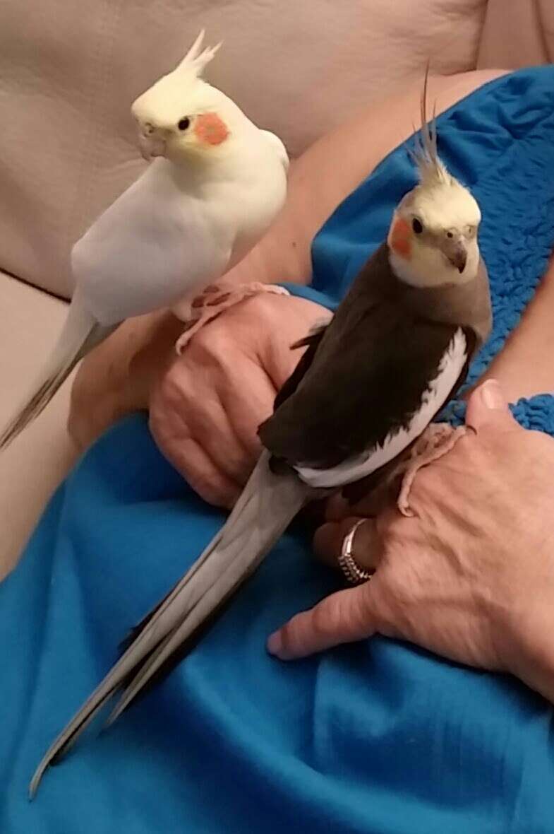 Burge Bird Services | 13833 US-71, Grandview, MO 64030, USA | Phone: (816) 356-4700