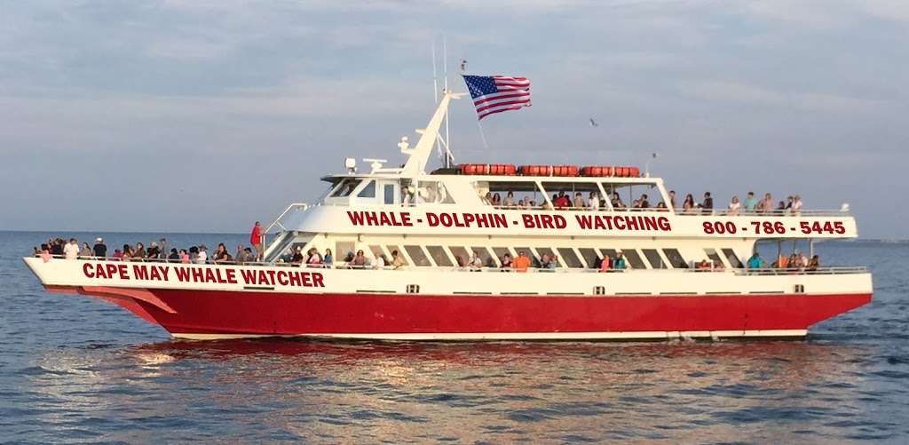 Cape May Whale Watcher | 1218 Wilson Dr, Cape May, NJ 08204, USA | Phone: (609) 884-5445