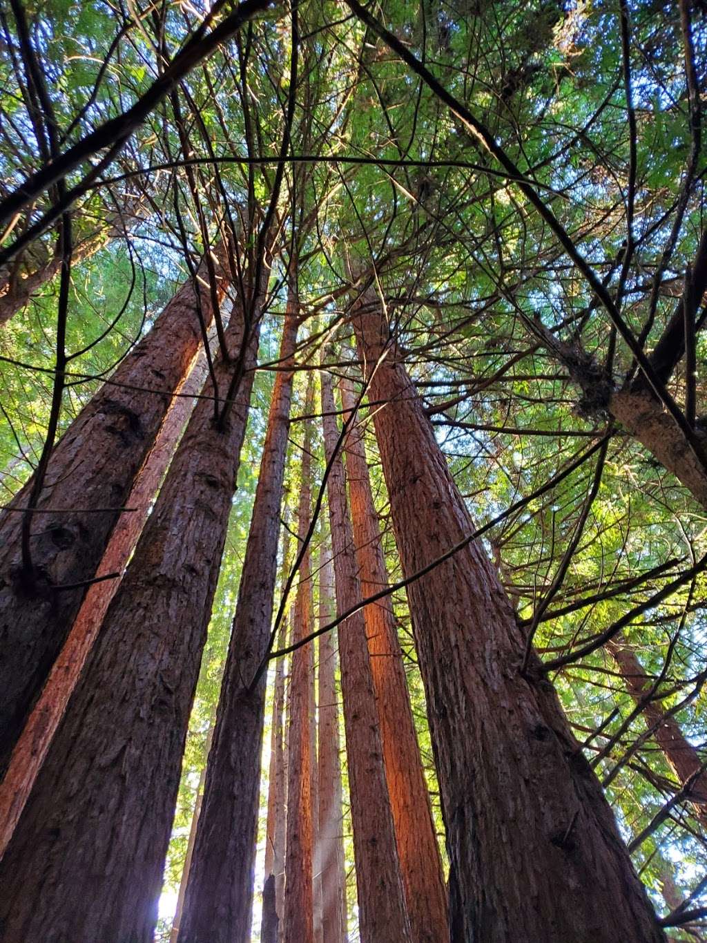 The Forest of Nisene Marks Entrance Station | 664-784 Aptos Creek Fire Rd, Aptos, CA 95003, USA