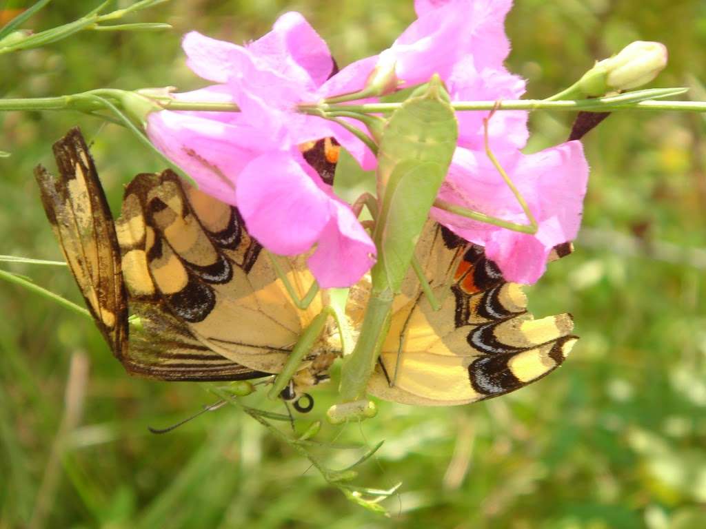 Butterfly Garden | Co Rd 417, Dayton, TX 77535, USA | Phone: (936) 336-9786