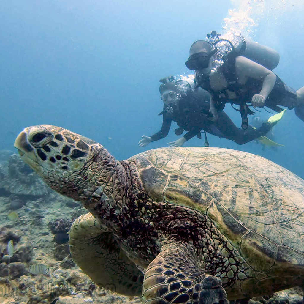 Rainbow Scuba Hawaii | 1125 Ala Moana Boulevard Slip A5, Honolulu, HI 96814, USA | Phone: (808) 224-7857