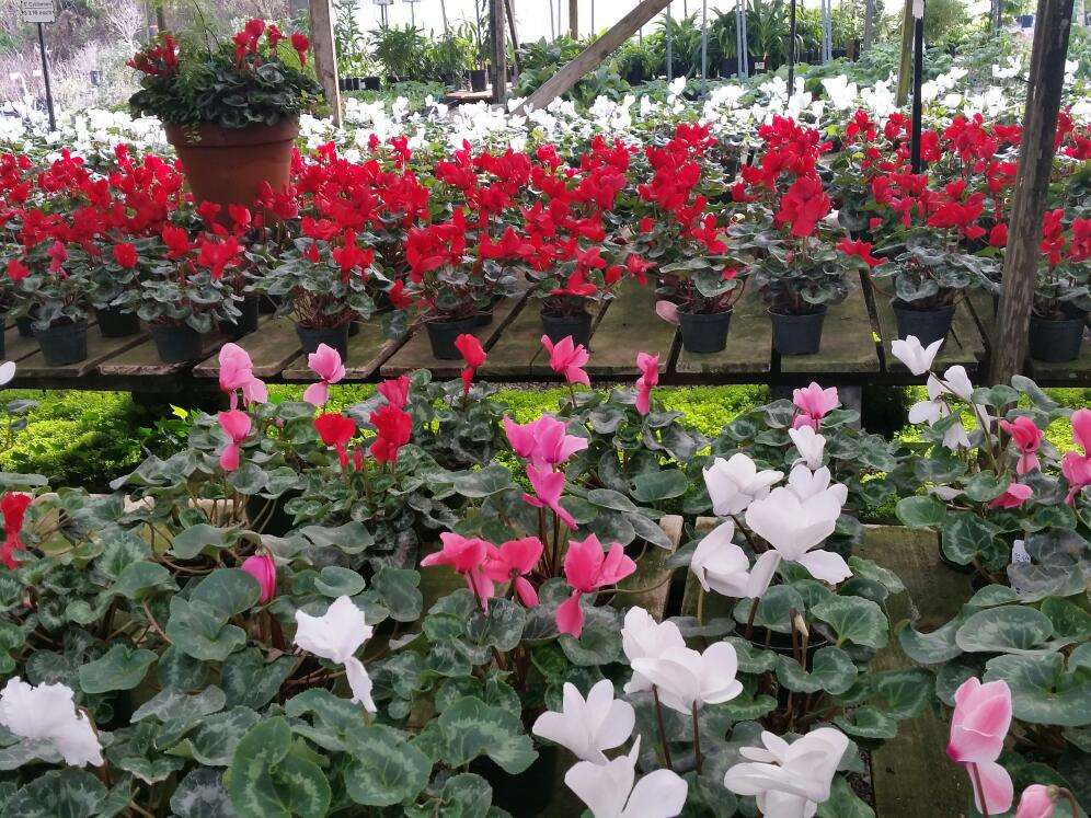 Half Moon Bay Nursery 11691 San Mateo Rd, Half Moon Bay, CA 94019