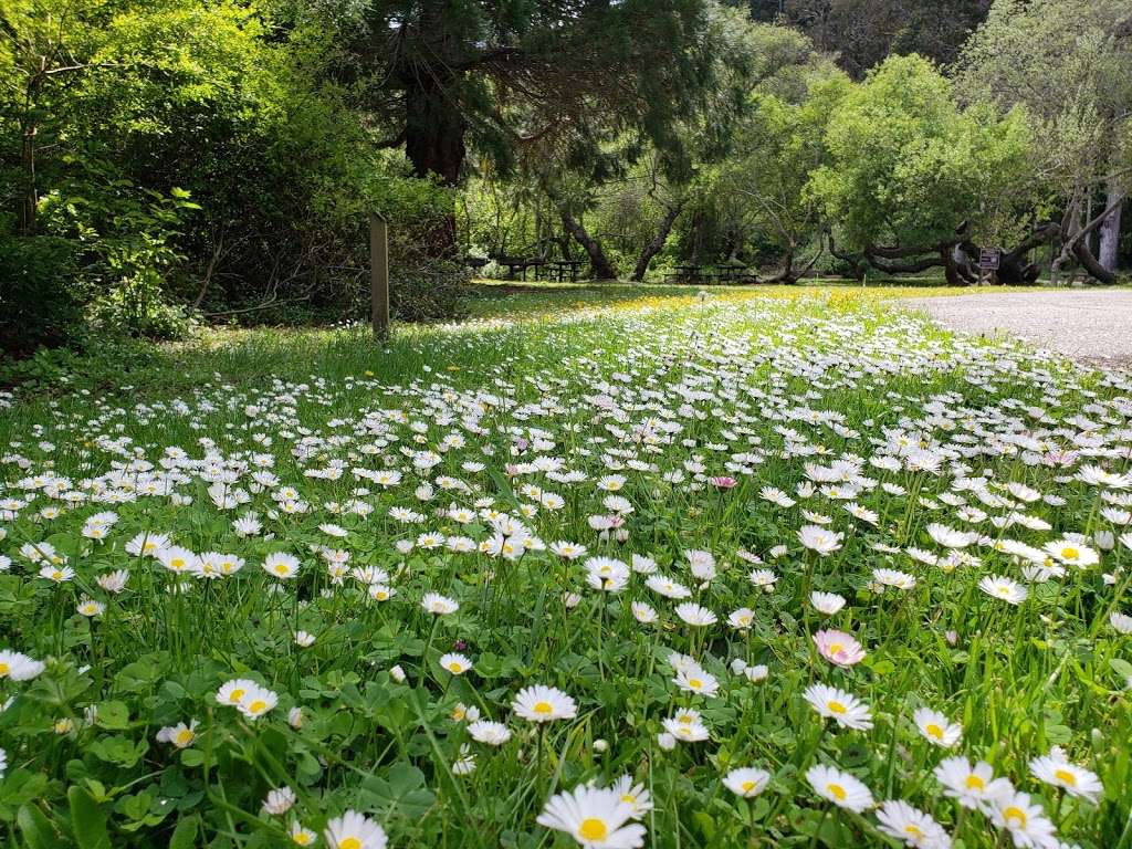 San Pedro Valley Park | 600 Oddstad Blvd, Pacifica, CA 94044, USA | Phone: (650) 355-8289