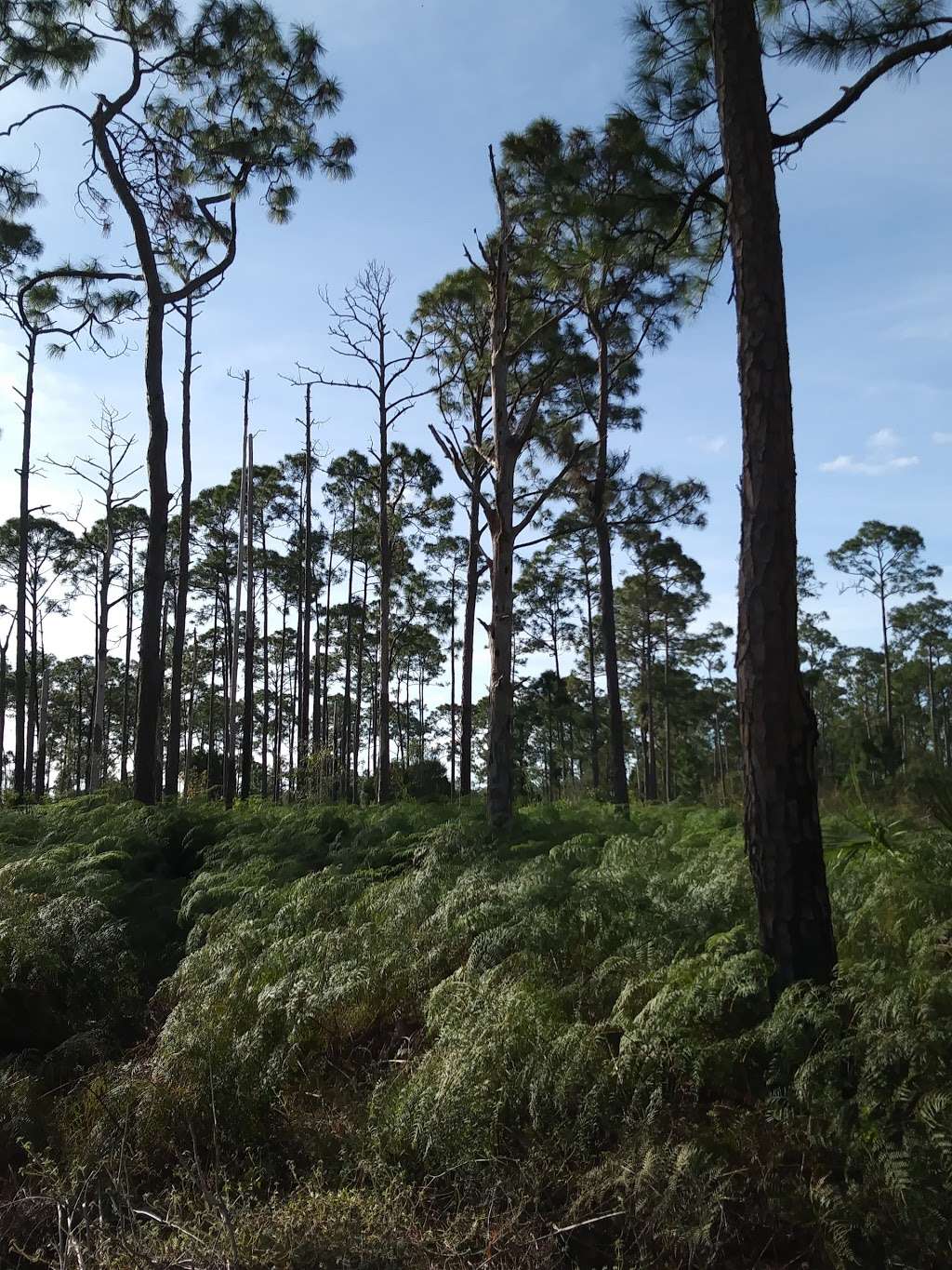 Royal Palm Beach Pines Natural Area | Royal Palm Beach, FL 33411 | Phone: (561) 233-2400